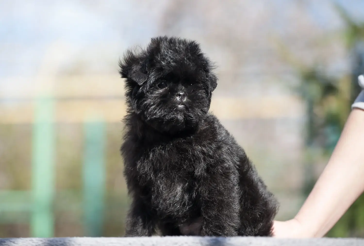 Einen Affenpinscher Welpen zu kaufen, bedeutet Verantwortung zu übernehmen! Affenpinscher Welpen kaufen.