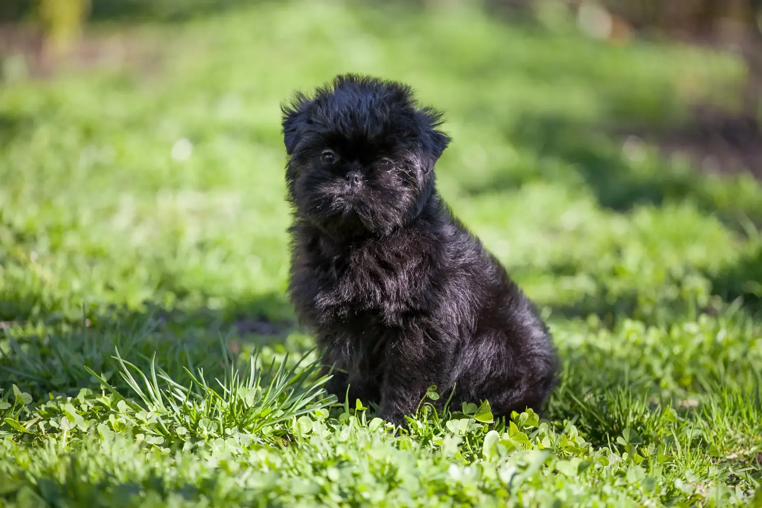 Einen Affenpinscher Welpen zu kaufen, bedeutet Verantwortung zu übernehmen! Affenpinscher Welpen kaufen.
