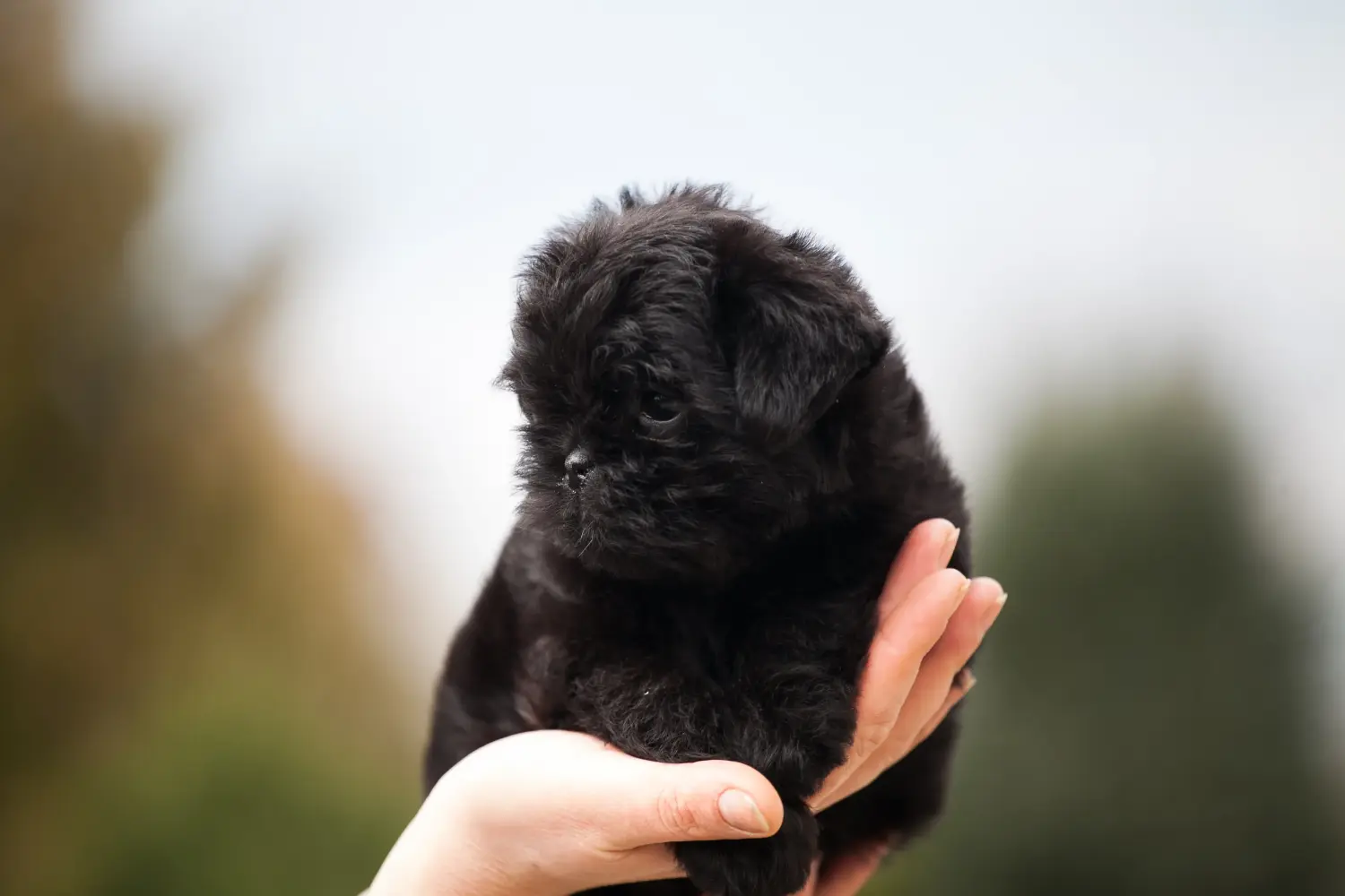 Einen Affenpinscher Welpen zu kaufen, bedeutet Verantwortung zu übernehmen! Affenpinscher Welpen kaufen.