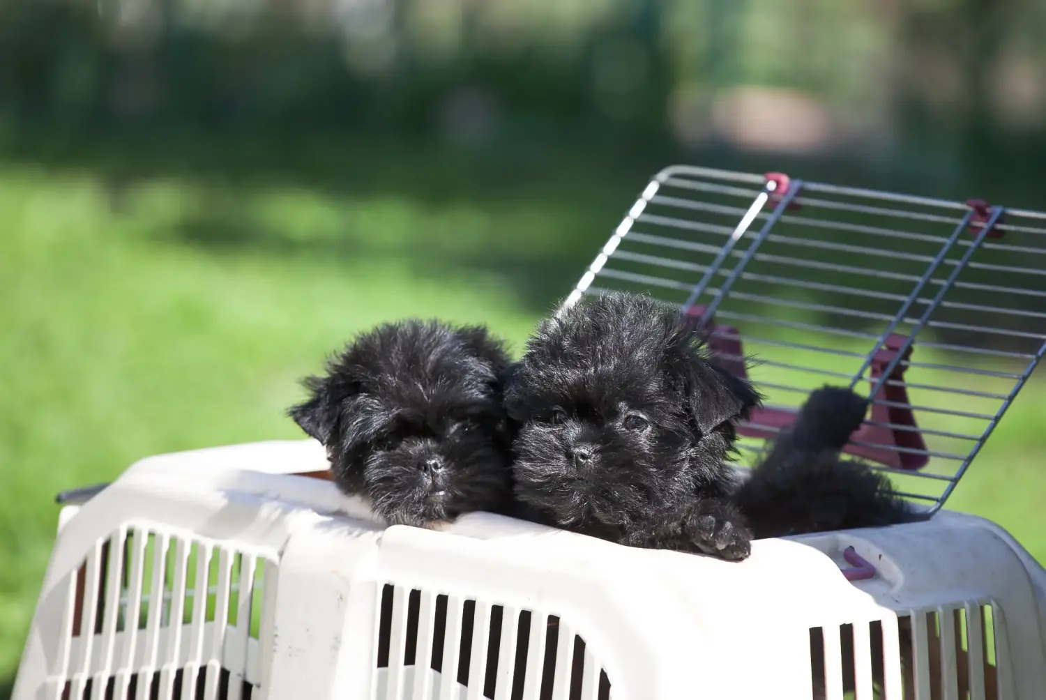 Einen Affenpinscher Welpen zu kaufen, bedeutet Verantwortung zu übernehmen! Affenpinscher Welpen kaufen.
