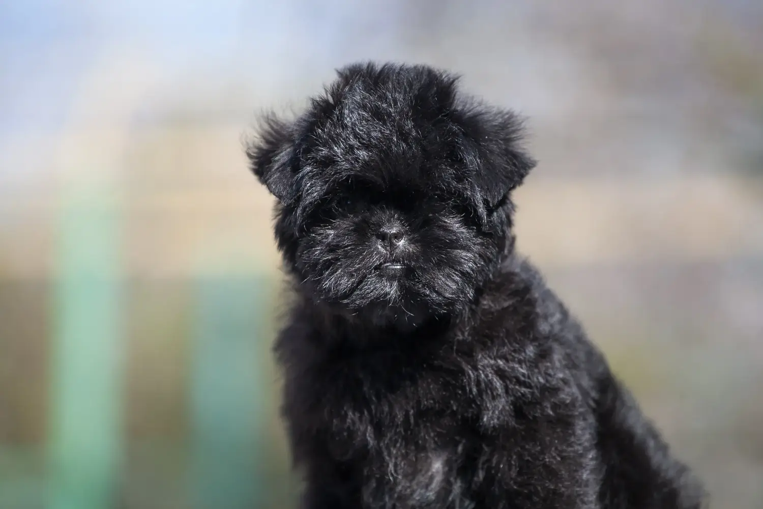 Einen Affenpinscher Welpen zu kaufen, bedeutet Verantwortung zu übernehmen! Affenpinscher Welpen kaufen.