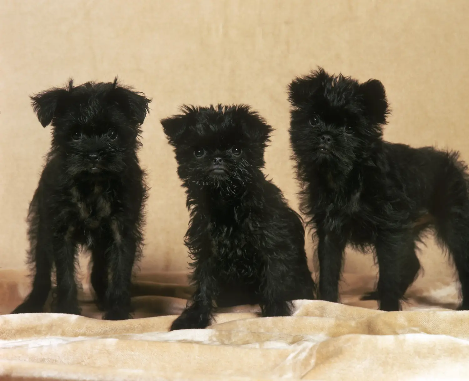 Einen Affenpinscher Welpen zu kaufen, bedeutet Verantwortung zu übernehmen! Affenpinscher Welpen kaufen.
