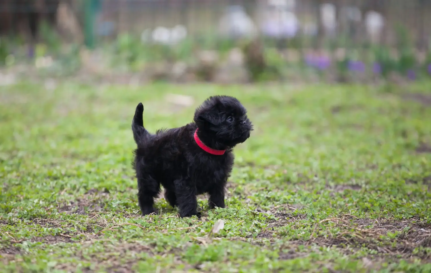 Einen Affenpinscher Welpen zu kaufen, bedeutet Verantwortung zu übernehmen! Affenpinscher Welpen kaufen.