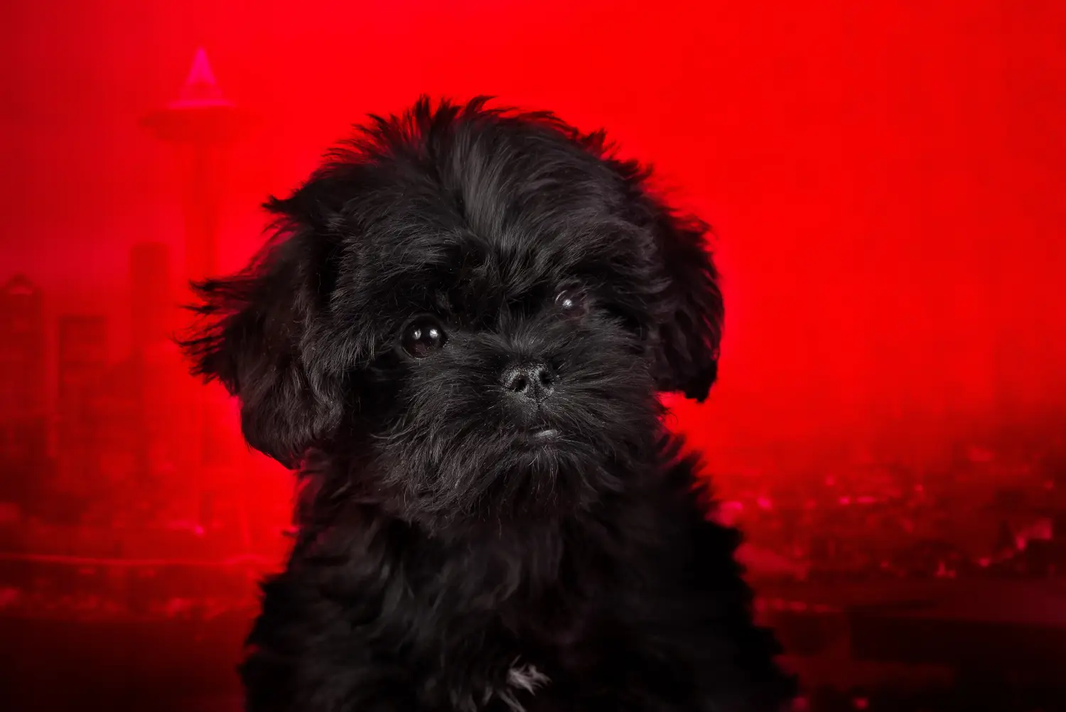 Einen Affenpinscher Welpen zu kaufen, bedeutet Verantwortung zu übernehmen! Affenpinscher Welpen kaufen.