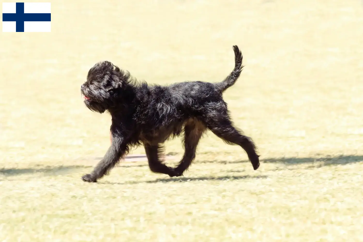 Affenpinscher Welpen und Züchter Finnland Hier findest Du Affenpinscher Züchter in Finnland.