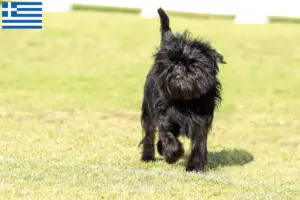 Mehr über den Artikel erfahren Affenpinscher Züchter und Welpen in Griechenland