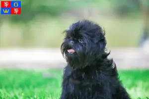 Mehr über den Artikel erfahren Affenpinscher Züchter und Welpen in Hradec Králové