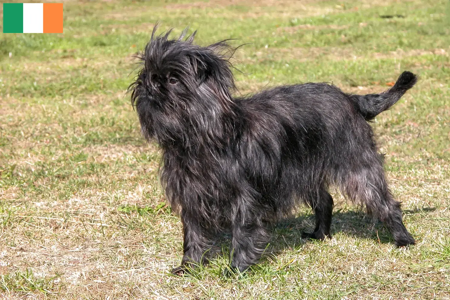 Affenpinscher Welpen und Züchter Irland Hier findest Du Affenpinscher Züchter in Irland.