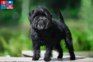 Mehr über den Artikel erfahren Affenpinscher Züchter und Welpen in Karlsbad