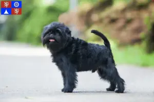 Mehr über den Artikel erfahren Affenpinscher Züchter und Welpen in Liberec