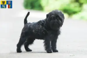 Mehr über den Artikel erfahren Affenpinscher Züchter und Welpen in Mähren-Schlesien
