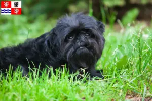 Mehr über den Artikel erfahren Affenpinscher Züchter und Welpen in Mittelböhmen