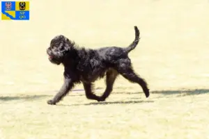 Mehr über den Artikel erfahren Affenpinscher Züchter und Welpen in Olmütz
