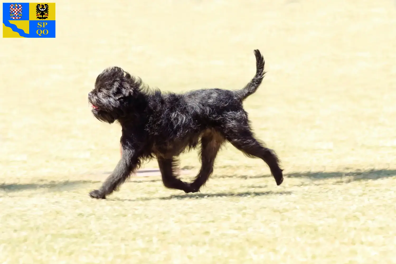 Affenpinscher Welpen und Züchter Olmütz Hier findest Du Affenpinscher Züchter in Olmütz.