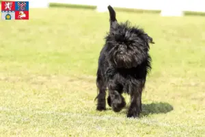 Mehr über den Artikel erfahren Affenpinscher Züchter und Welpen in Pardubice