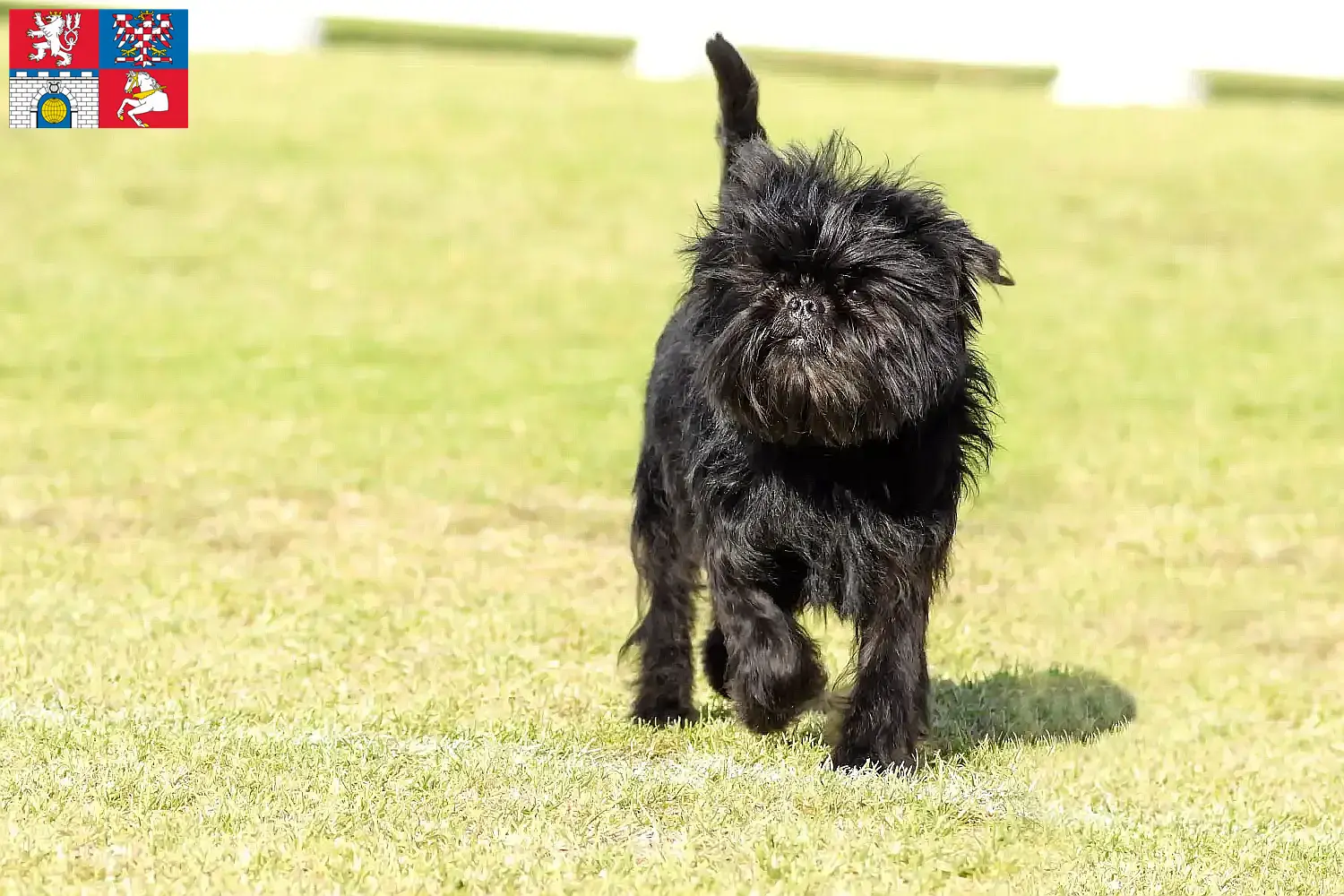 Affenpinscher Welpen und Züchter Pardubice Hier findest Du Affenpinscher Züchter in Pardubice.