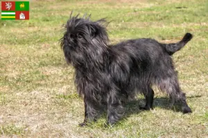 Mehr über den Artikel erfahren Affenpinscher Züchter und Welpen in Pilsen
