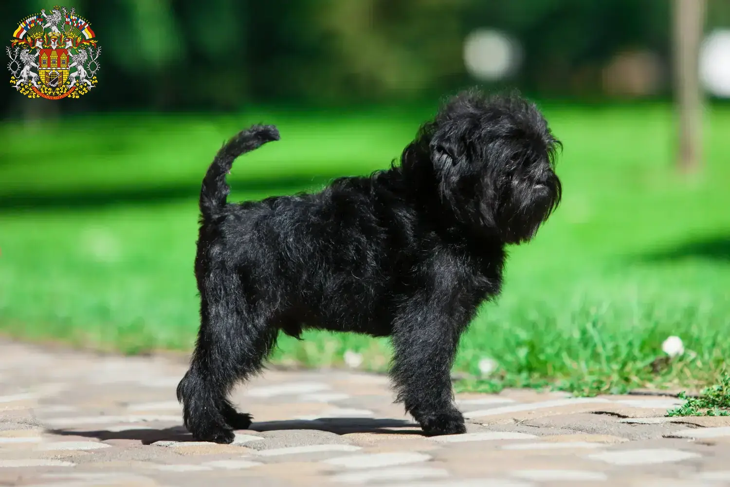 Affenpinscher Welpen und Züchter Prag Hier findest Du Affenpinscher Züchter in Prag.
