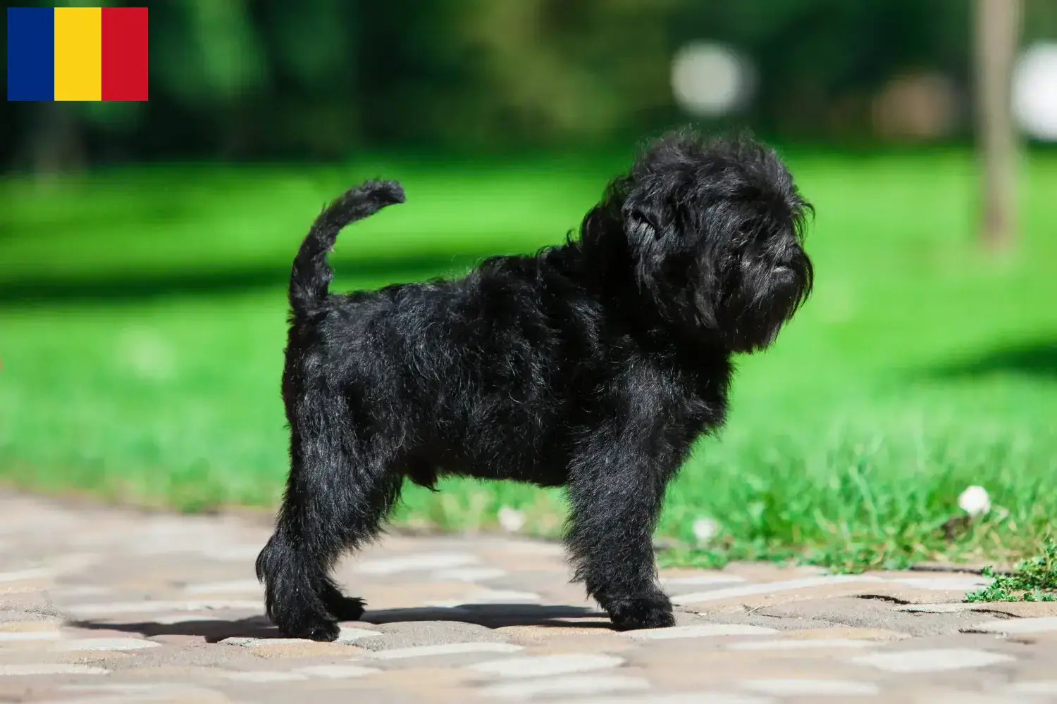 Affenpinscher Welpen und Züchter Rumänien Hier findest Du Affenpinscher Züchter in Rumänien.