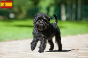 Mehr über den Artikel erfahren Affenpinscher Züchter und Welpen in Spanien