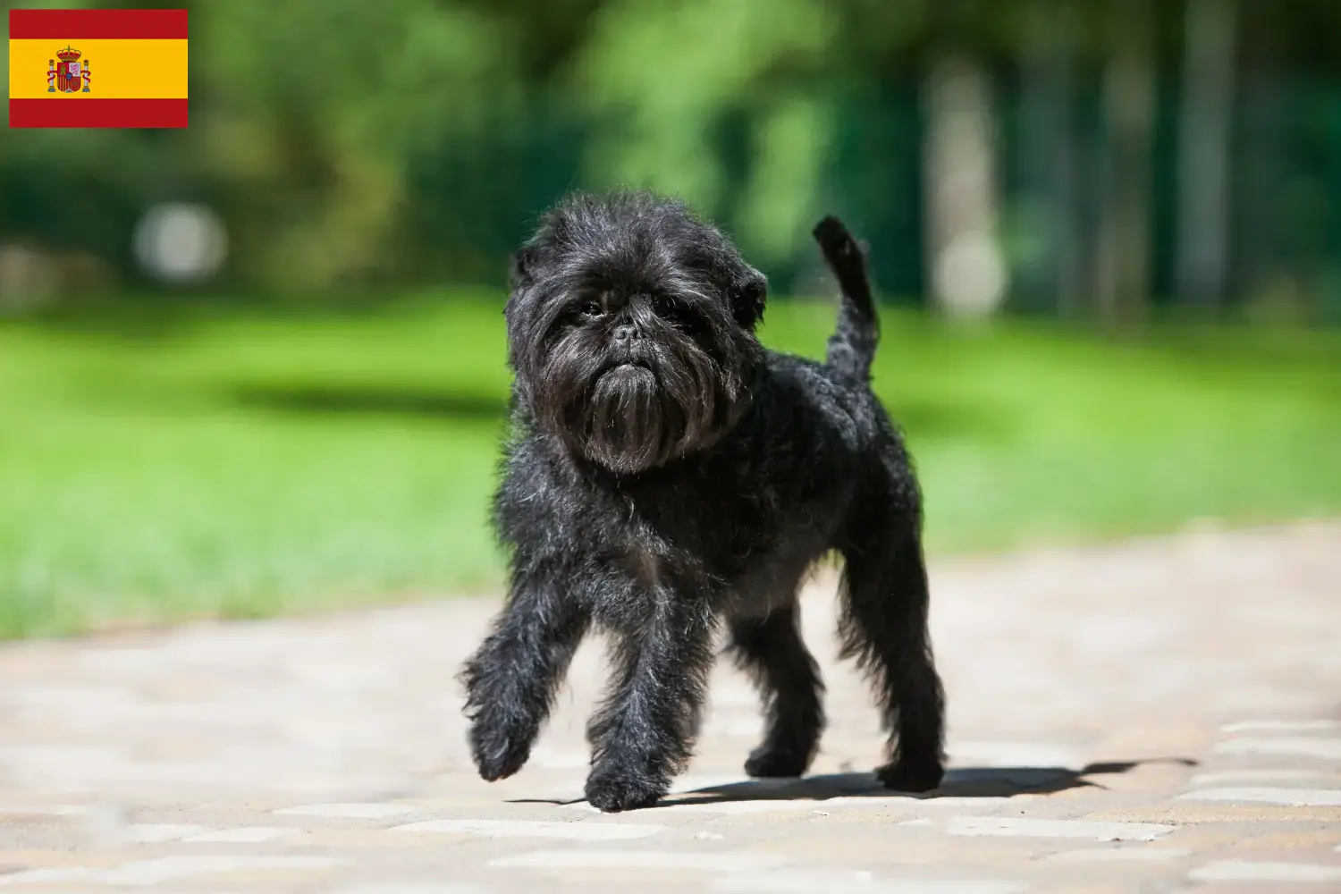 Affenpinscher Welpen und Züchter Spanien Hier findest Du Affenpinscher Züchter in Spanien.