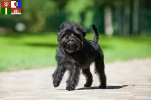 Mehr über den Artikel erfahren Affenpinscher Züchter und Welpen in Südböhmen