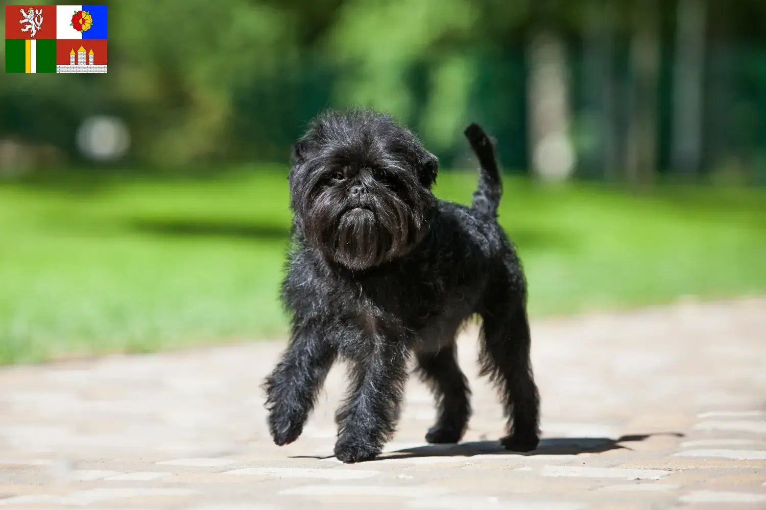 Affenpinscher Welpen und Züchter Südböhmen Hier findest Du Affenpinscher Züchter in Südböhmen.