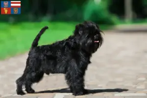 Mehr über den Artikel erfahren Affenpinscher Züchter und Welpen in Südmähren