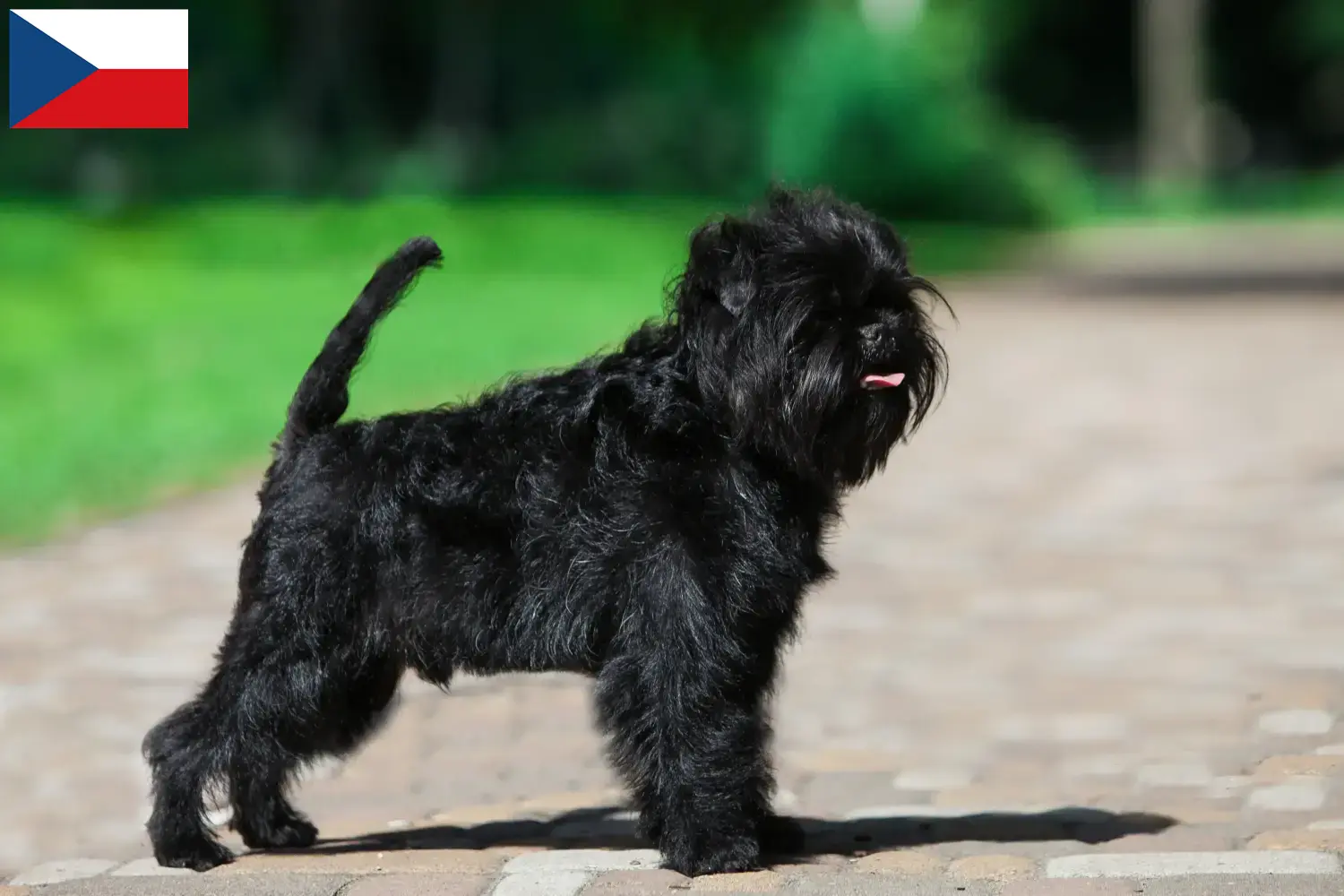 Affenpinscher Welpen und Züchter Tschechien Hier findest Du Affenpinscher Züchter in Tschechien.