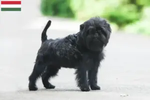 Mehr über den Artikel erfahren Affenpinscher Züchter und Welpen in Ungarn