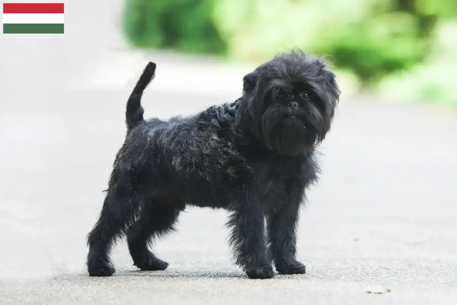 Affenpinscher Welpen und Züchter Ungarn Hier findest Du Affenpinscher Züchter in Ungarn.