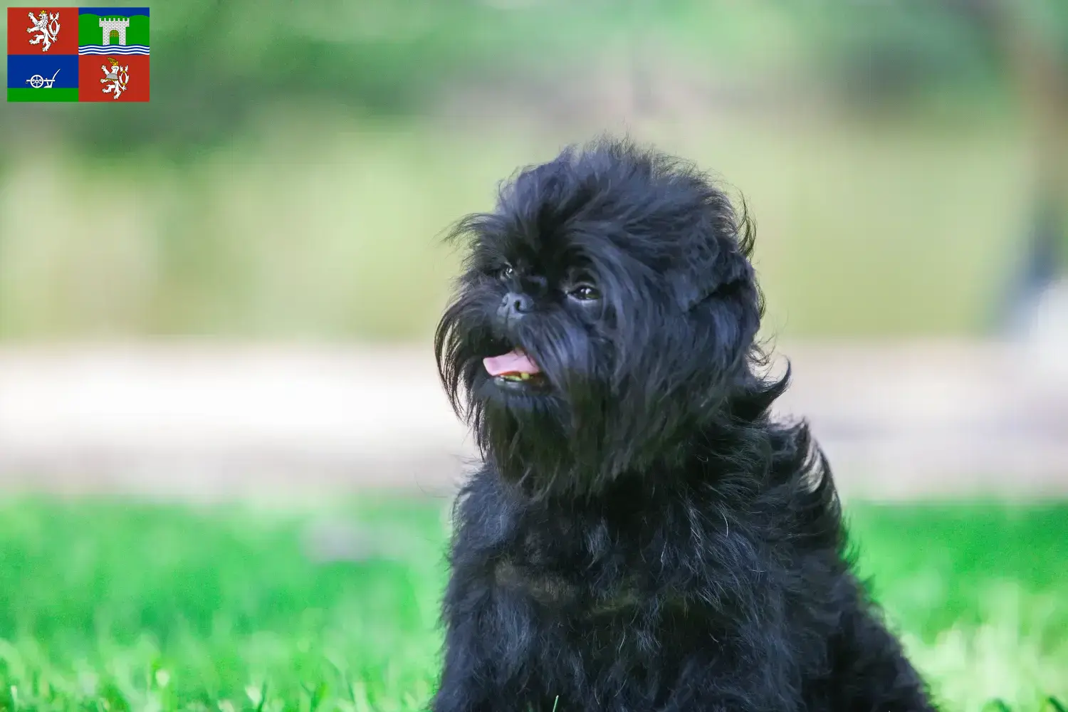 Affenpinscher Welpen und Züchter Ústí Hier findest Du Affenpinscher Züchter in Ústí.