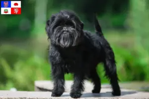 Mehr über den Artikel erfahren Affenpinscher Züchter und Welpen in Vysočina