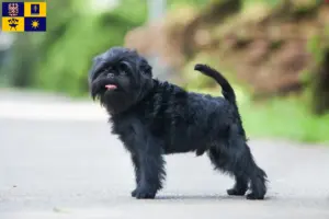 Mehr über den Artikel erfahren Affenpinscher Züchter und Welpen in Zlín
