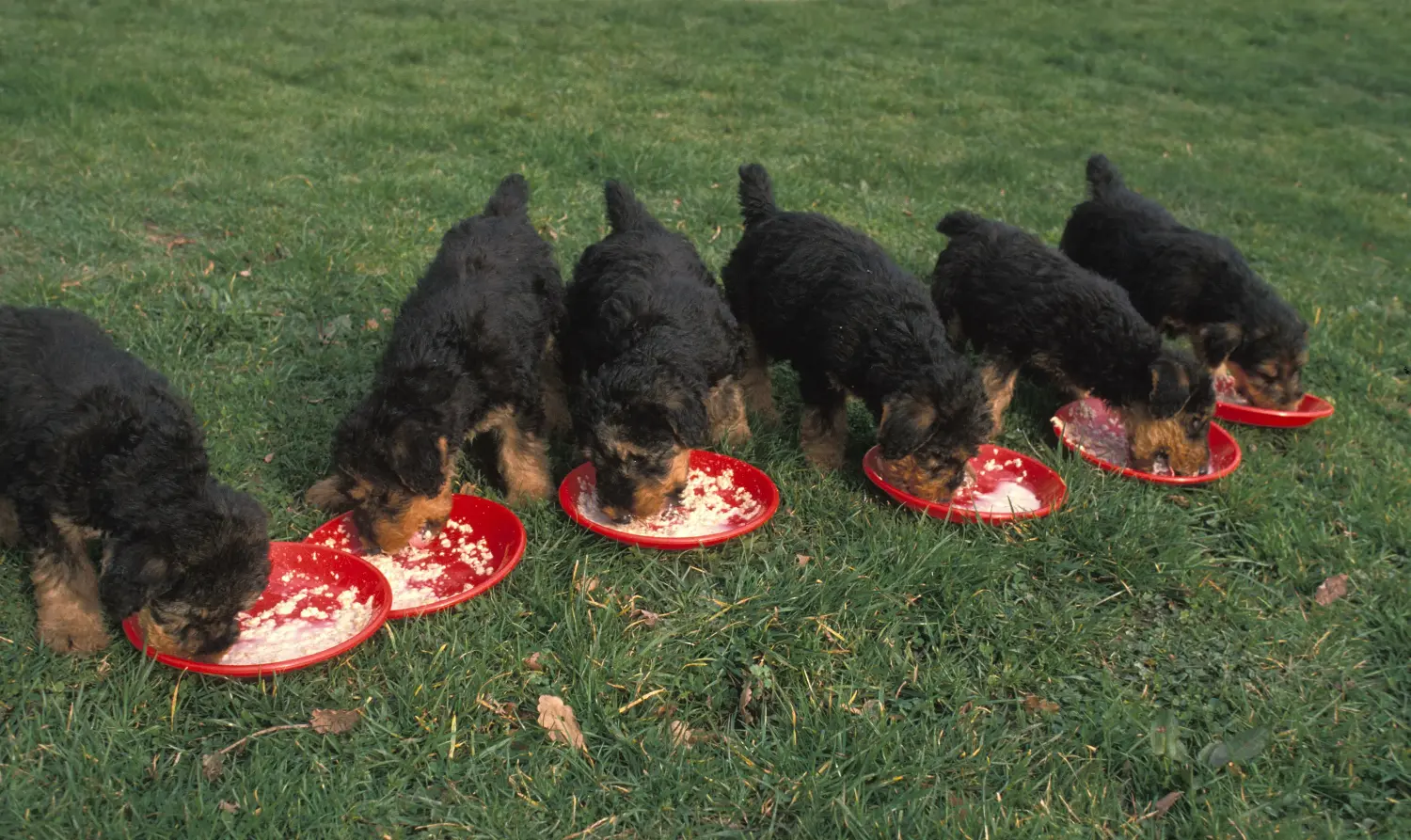 Einen Airedale Terrier Welpen zu kaufen, bedeutet Verantwortung zu übernehmen! Airedale Terrier Welpen kaufen.