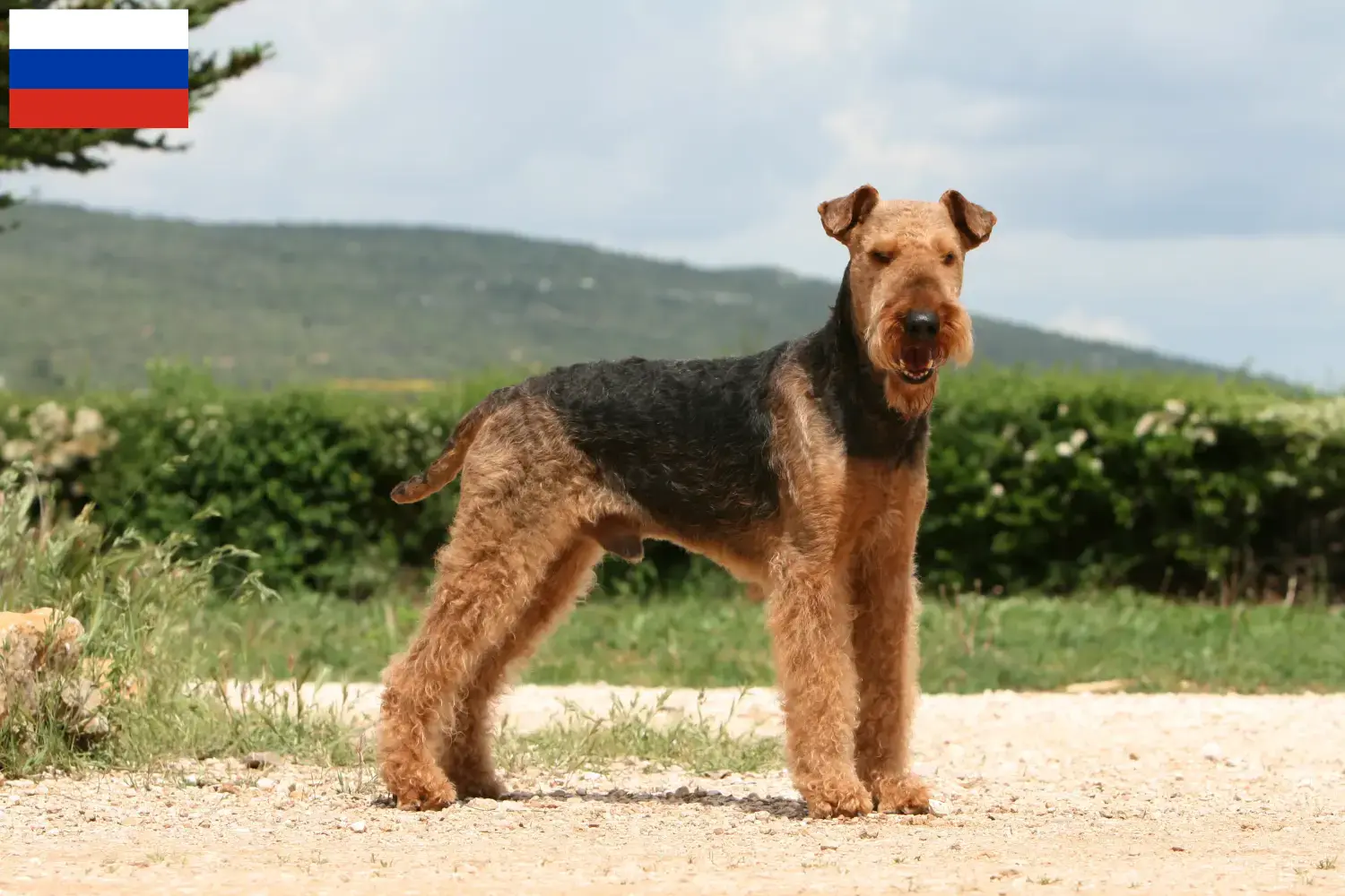 Airedale Terrier Welpen und Züchter Russland Hier findest Du Airedale Terrier Züchter in Russland.