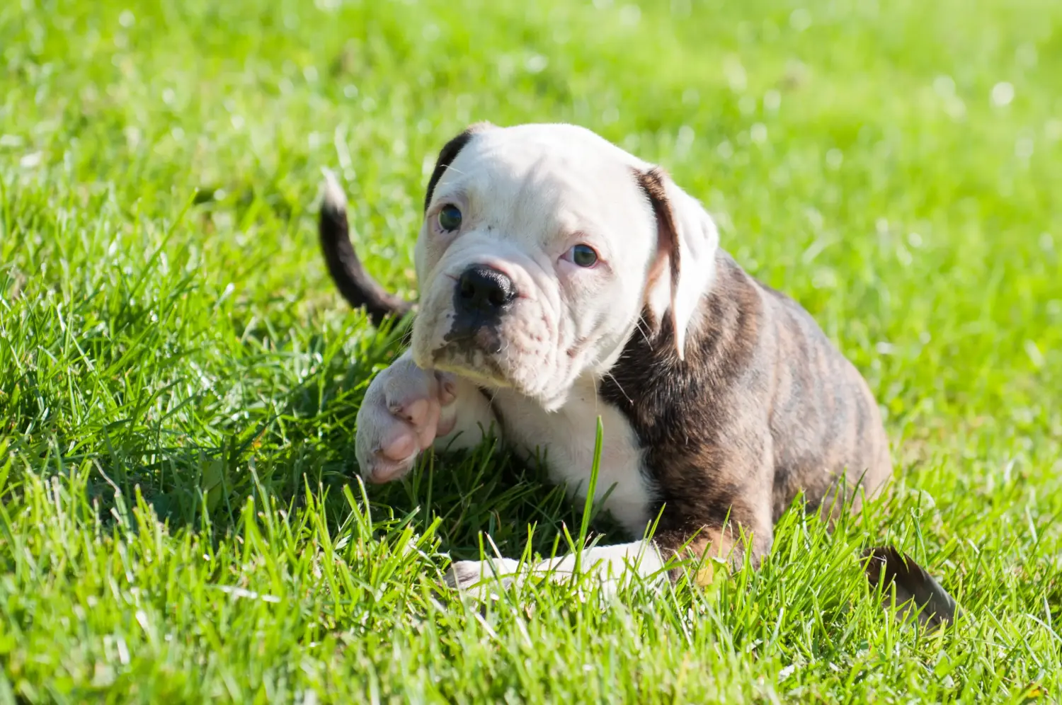 Einen American Bulldog Welpen zu kaufen, bedeutet Verantwortung zu übernehmen! American Bulldog Welpen kaufen.