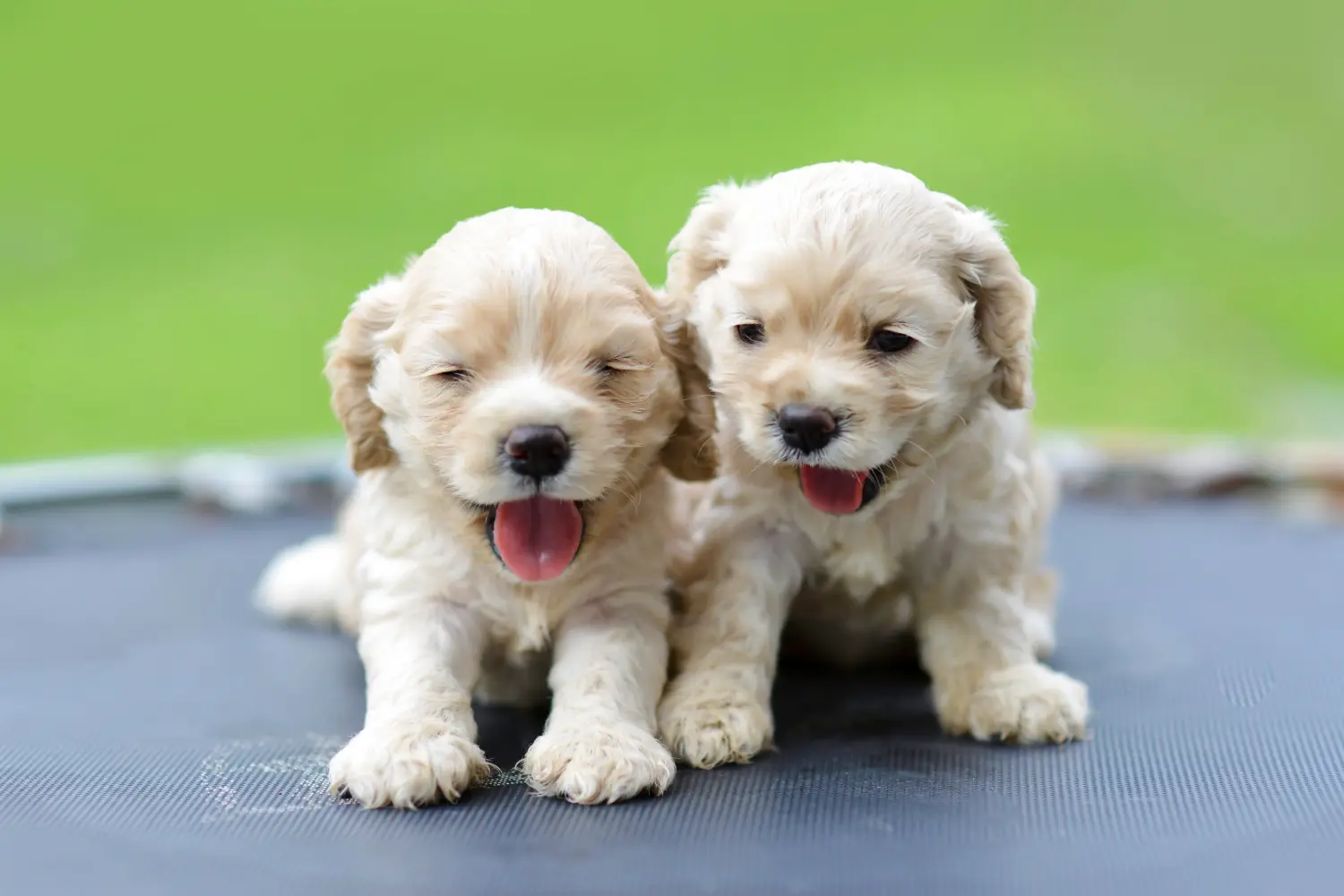 Einen American Water Spaniel Welpen zu kaufen, bedeutet Verantwortung zu übernehmen! American Cocker Spaniel Welpen kaufen.