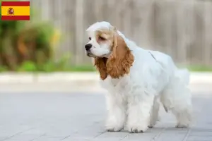 Mehr über den Artikel erfahren American Cocker Spaniel Züchter und Welpen in Spanien