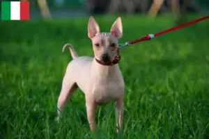 Mehr über den Artikel erfahren American Hairless Terrier Züchter und Welpen in Italien