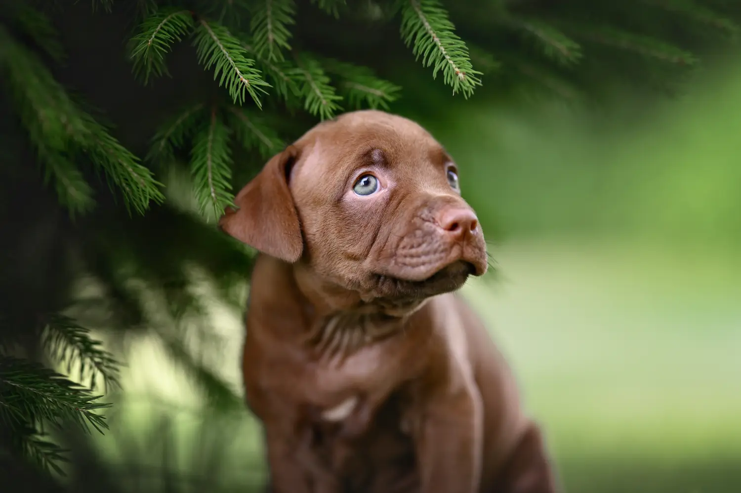 Einen American Pit Bull Terrier Welpen zu kaufen, bedeutet Verantwortung zu übernehmen! American Pit Bull Terrier Welpen kaufen.