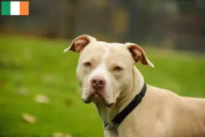 Mehr über den Artikel erfahren American Pit Bull Terrier Züchter und Welpen in Irland