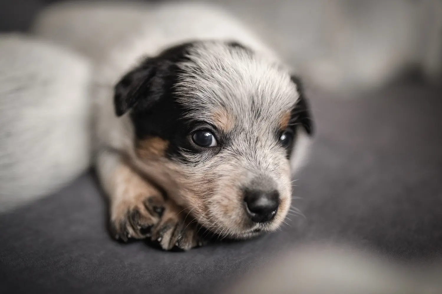 Einen Australian Cattle Dog Welpen zu kaufen, bedeutet Verantwortung zu übernehmen! Australian Cattle Dog Welpen kaufen.