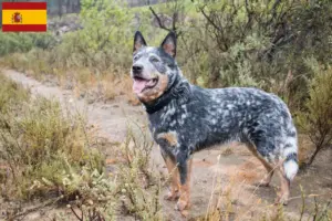 Mehr über den Artikel erfahren Australian Cattle Dog Züchter und Welpen in Spanien