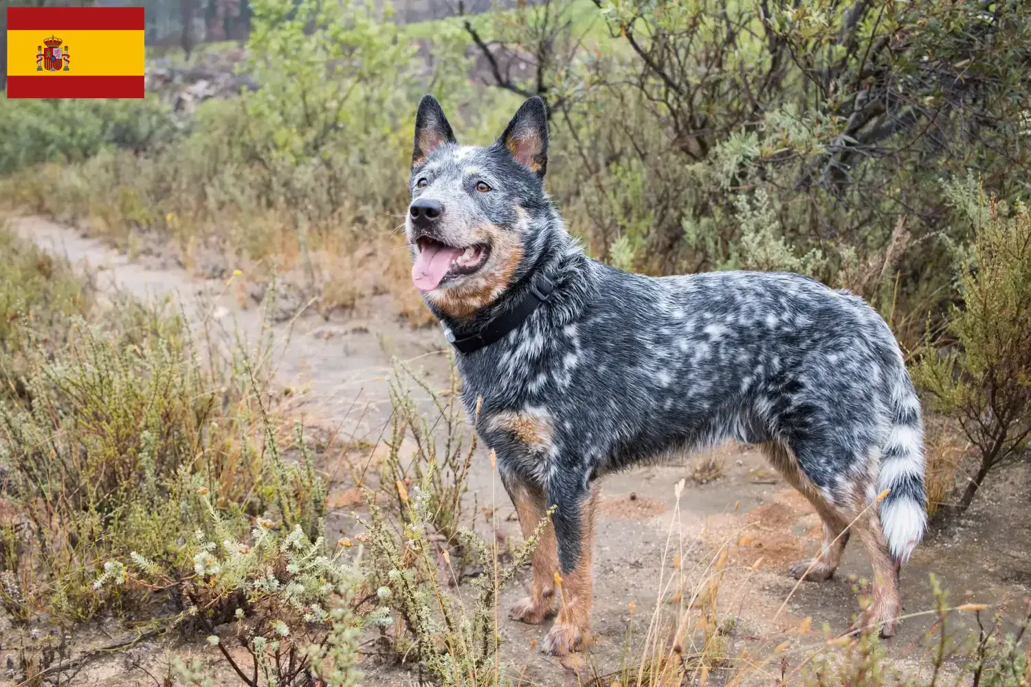 Australian Cattle Dog Welpen und Züchter Spanien Hier findest Du Australian Cattle Dogs Züchter in Spanien.