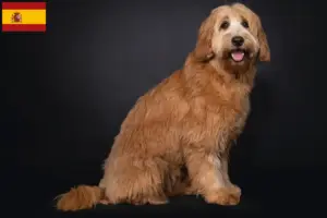 Mehr über den Artikel erfahren Australian Cobberdog Züchter und Welpen in Spanien