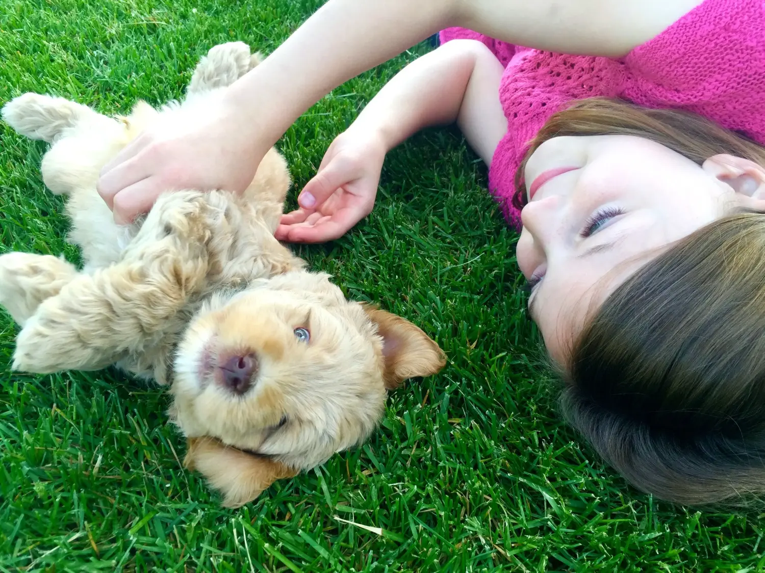 Einen Australian Labradoodle Welpen zu kaufen, bedeutet Verantwortung zu übernehmen! Australian Labradoodle Welpen kaufen.