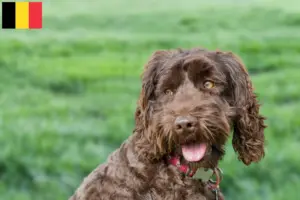 Mehr über den Artikel erfahren Australian Labradoodle Züchter und Welpen in Belgien