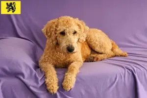 Mehr über den Artikel erfahren Australian Labradoodle Züchter und Welpen in Flandern