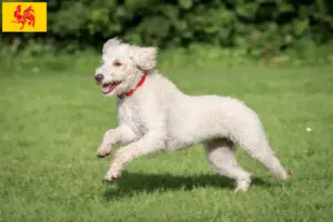 Mehr über den Artikel erfahren Australian Labradoodle Züchter und Welpen in Wallonische Region